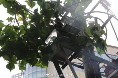 雁江供電公司修理10kV中晶二線上樹(shù)枝，變身“伐木工”