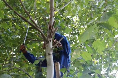 對輸配電線路開展專項隱患排查，集中清理低壓線路旁的超高樹木
