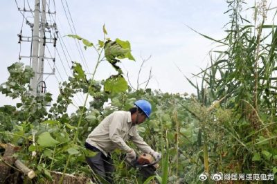 配合周山鎮(zhèn)長寧村18號(hào)配電臺(tái)區(qū)砍伐電力線旁的超高樹木