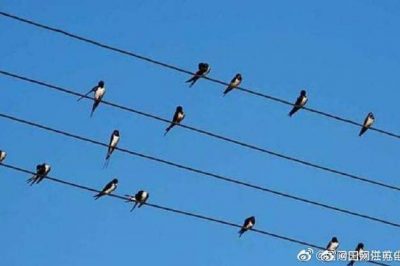 小鳥站在高壓電線上，不怕電？
