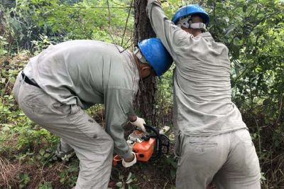 林木尖尖角，為何要砍掉？