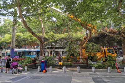 清楚樹(shù)障緊急消缺  保證用戶(hù)可靠用電