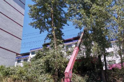 配電運(yùn)檢人員在10千伏高鎮(zhèn)線對高大樹木進(jìn)行砍青掃障