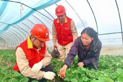 對草莓大棚用電線路、排灌設(shè)備進行檢查維護